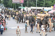 Mysuru: Elephants begin weight-training for Nada Habba Dasara